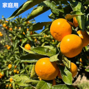 【家庭用】 甘味と酸味のバランスの良い旬のちえみかん　早生１０㌔（他品番との同時購入不可）【出荷時期：11月中旬より順次】