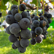 特別栽培/ネオニコ系農薬不使用/種あり親子巨峰 2kg（他品番との同時購入不可）【出荷時期：9月下旬より 順次】