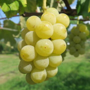 特別栽培/ネオニコ系農薬不使用/種ありナイアガラ1kg（他品番との同時購入不可）【出荷時期：９月下旬より順次】