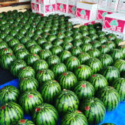 収穫即日発送！　山形県産大玉スイカ【出荷時期:７月下旬より順次/販売期間:７月末頃まで】
