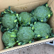 『朝採り』葉っぱ、茎も食べられるブロッコリー【出荷時期：7月上旬より順次】