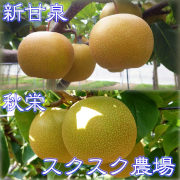 新甘泉(しんかんせん)と秋栄(あきばえ)のセット 秀品(贈答用)3kg箱【出荷時期：9月上旬より / 販売期間：8月10日まで】