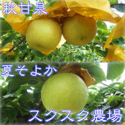 秋甘泉(あきかんせん)と夏そよかのセット 優良品(家庭用)3kg箱【出荷時期：9月中旬より / 販売期間：8月20日まで】
