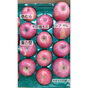 【訳あり】糖度１３度以上　サンふじ家庭用10ｋｇ（他品番との同時注文不可）【出荷時期：11月中旬より順次】