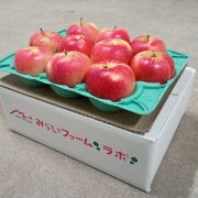 光センサー選果糖度13度以上　青森県産サンフジ小玉3㎏贈答用【出荷時期：12月上旬より / 販売時期：11月31日まで】