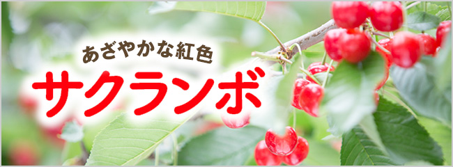 【フレンドマーケット】サクランボ