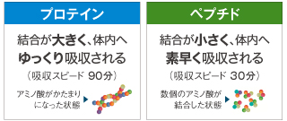 プロテインはアミノ酸の結合が大きいため、90分掛けて体内へゆっくり吸収される。ペプチドはアミノ酸の結合が小さく、30分で体内へ素早く吸収される。